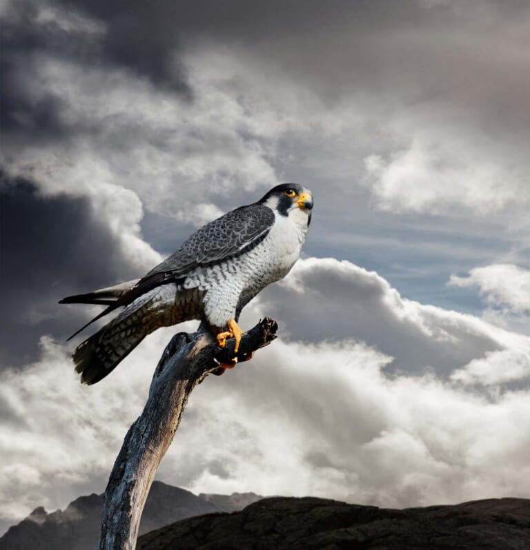 スズキ新型ハヤブサ|【試乗】隼の誇りはそのままに…スズキ新型「ハヤブサ」日本公道最速インプレッション!!