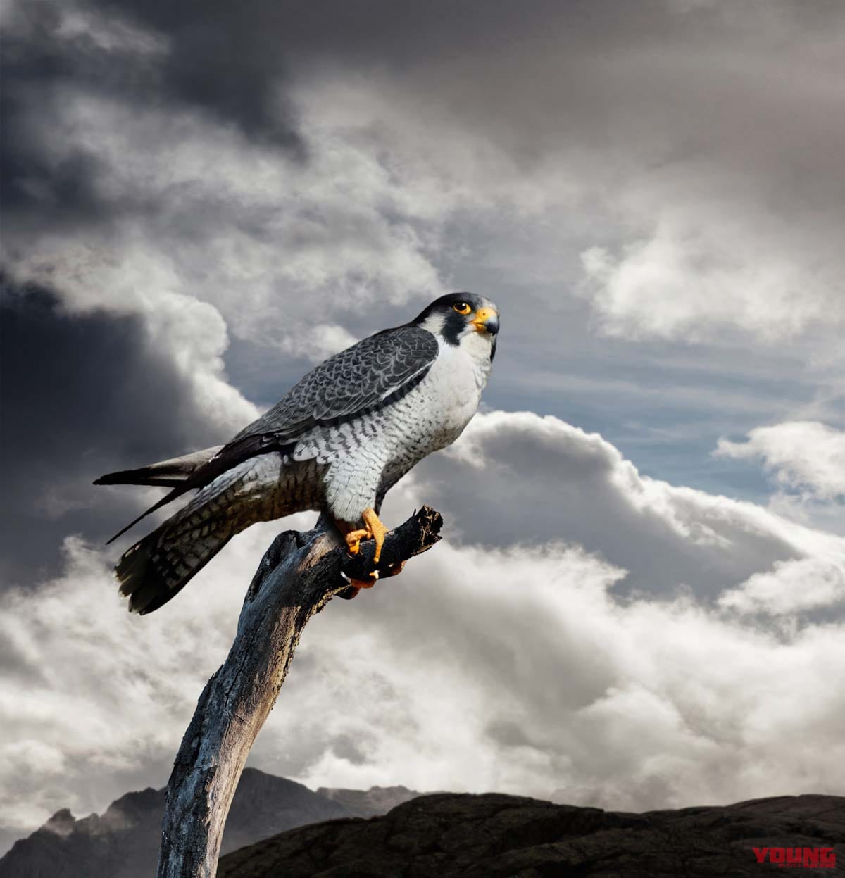 試乗 隼の誇りはそのままに スズキ新型 ハヤブサ 日本公道最速インプレッション Webヤングマシン 最新バイク情報