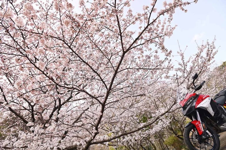 ムルティストラーダ ディスカバージャパントリップ 願成就院|ムルティストラーダで探す「美しい日本の春」! ヤンマシチームの”冒険旅”レポート【中編:西伊豆〜京都】