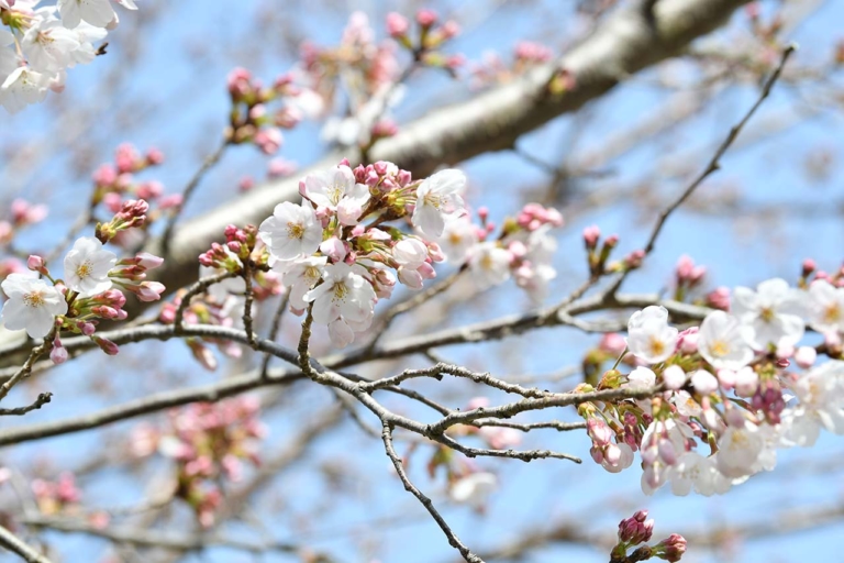 ムルティストラーダ ディスカバージャパントリップ 狩野川さくら公園|ムルティストラーダで探す「美しい日本の春」! ヤンマシチームの”冒険旅”レポート【中編:西伊豆〜京都】
