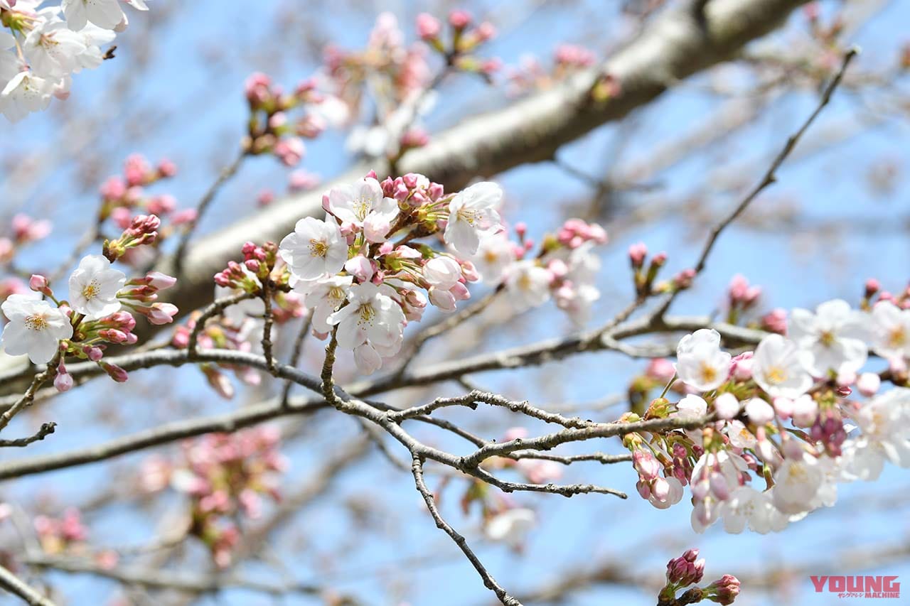 |ムルティストラーダで探す「美しい日本の春」! ヤンマシチームの”冒険旅”レポート【中編:西伊豆〜京都】