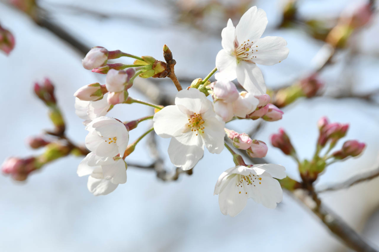 ムルティストラーダ ディスカバージャパントリップ 狩野川さくら公園|ムルティストラーダで探す「美しい日本の春」! ヤンマシチームの”冒険旅”レポート【中編:西伊豆〜京都】