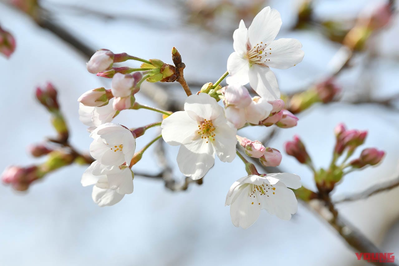 |ムルティストラーダで探す「美しい日本の春」! ヤンマシチームの”冒険旅”レポート【中編:西伊豆〜京都】