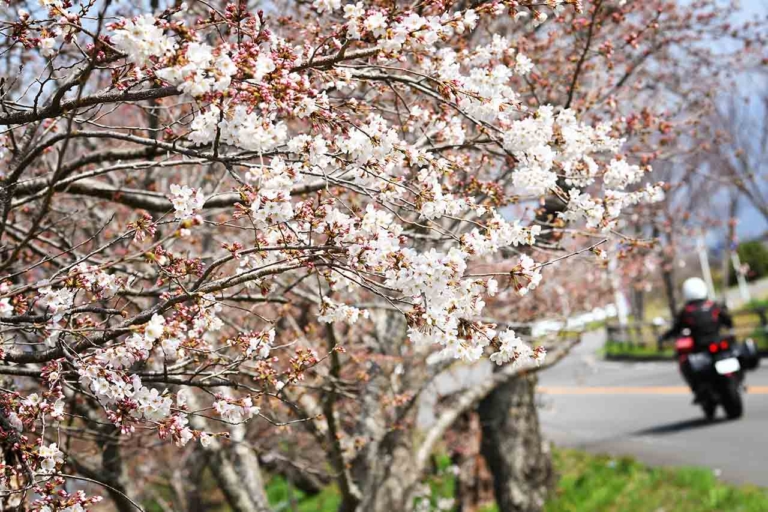 ムルティストラーダ ディスカバージャパントリップ 狩野川さくら公園|ムルティストラーダで探す「美しい日本の春」! ヤンマシチームの”冒険旅”レポート【中編:西伊豆〜京都】