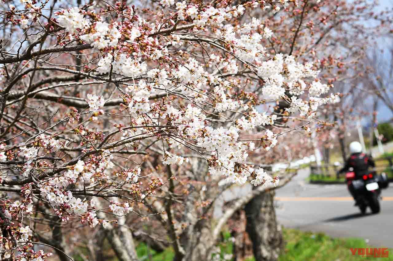 ムルティストラーダ ディスカバージャパントリップ 狩野川さくら公園|ムルティストラーダで探す「美しい日本の春」! ヤンマシチームの”冒険旅”レポート【中編:西伊豆〜京都】