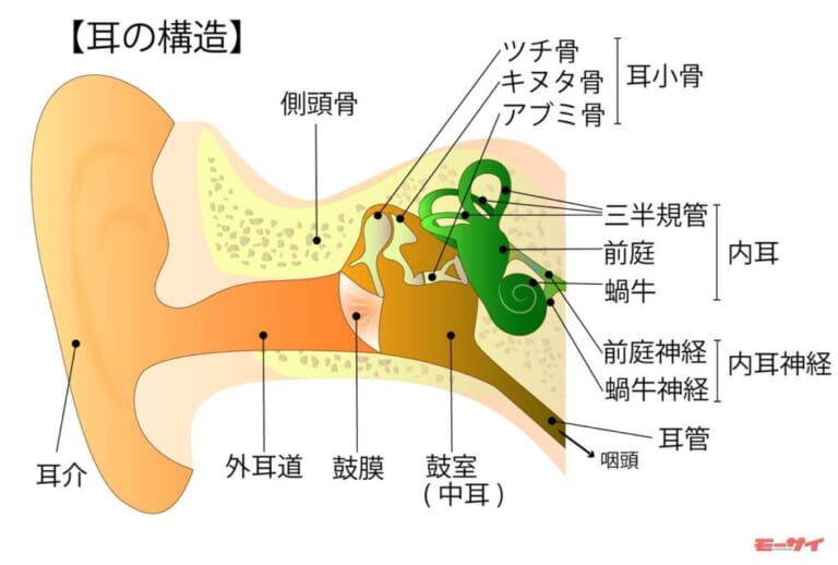 耳の内部の器官