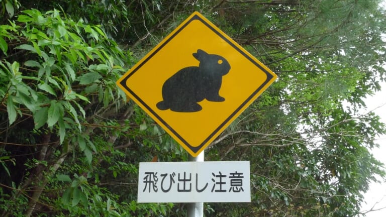 アマミノクロウサギ横断注意の画像