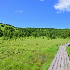 池の平湿原