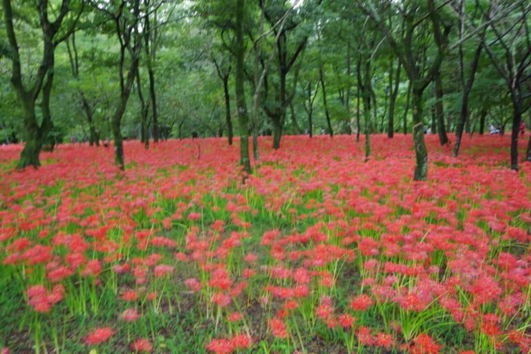 一生に一度は絶対に見たい500万本! 曼珠沙華群生地〜巾着田(埼玉県日高市)