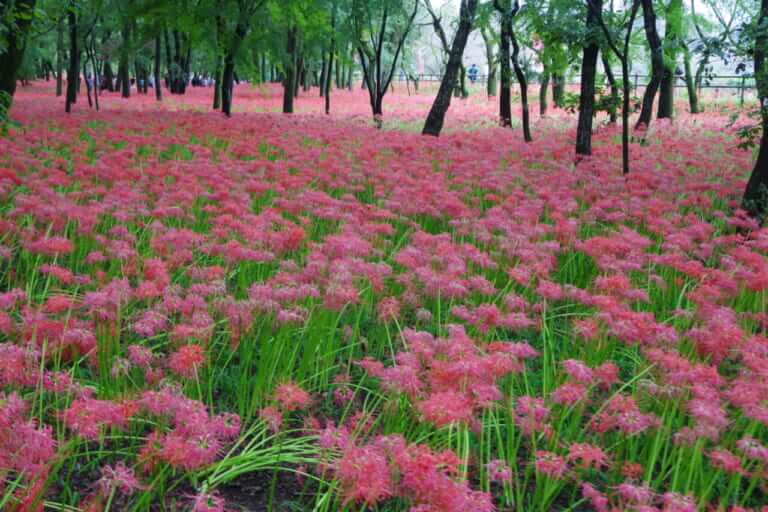 一生に一度は絶対に見たい500万本! 曼珠沙華群生地〜巾着田(埼玉県日高市)