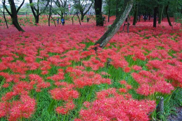 今が見頃！一生に一度は絶対に見たい500万本! 曼珠沙華群生地〜巾着田(埼玉県日高市)へ行ってみた（20ページ目）