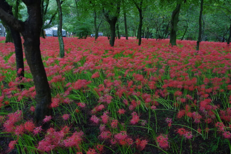 一生に一度は絶対に見たい500万本! 曼珠沙華群生地〜巾着田(埼玉県日高市)