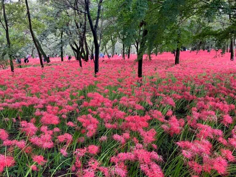 一生に一度は絶対に見たい500万本! 曼珠沙華群生地〜巾着田(埼玉県日高市)