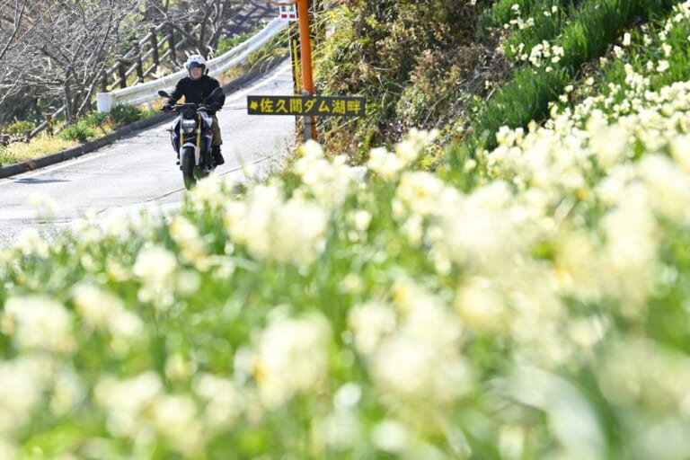 BMW F900Rとともに。日本三大水仙群生地の房総 鋸南町の江月水仙ロードを走る