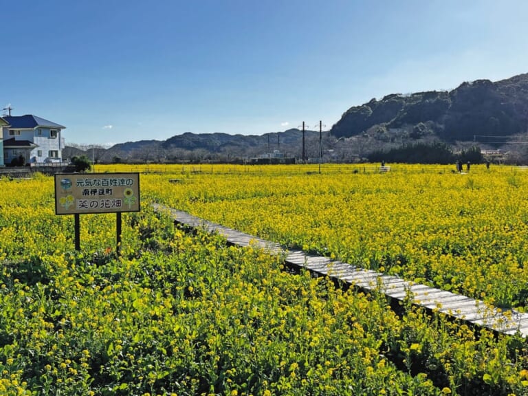 伊豆半島ツーリング｜南伊豆｜元気な百姓達の菜の花畑