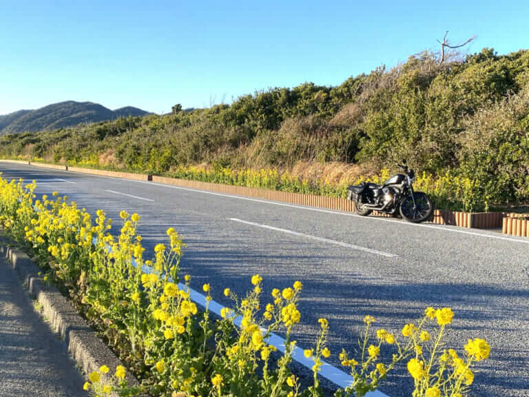 房総フラワーライン｜房総フラワーラインをバイクで満喫｜絶景ルート・道の駅・開花情報・見頃ガイド