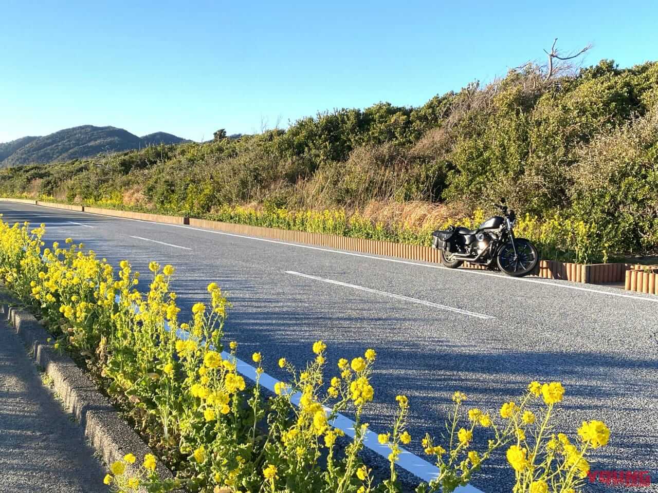 房総フラワーライン｜房総フラワーラインをバイクで満喫｜絶景ルート・道の駅・開花情報・見頃ガイド