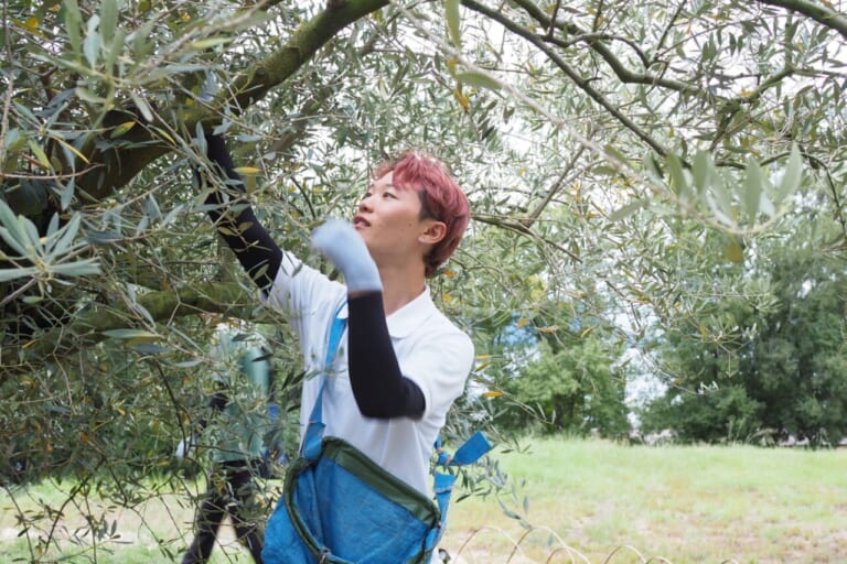 秋の小豆島を愛車で駆ける! 期間限定「オリーブ収穫ステイ」で絶景と旬の恵みを五感で味わおう|秋の小豆島を愛車で駆ける! 期間限定「オリーブ収穫ステイ」で絶景と旬の恵みを五感で味わいつくそう