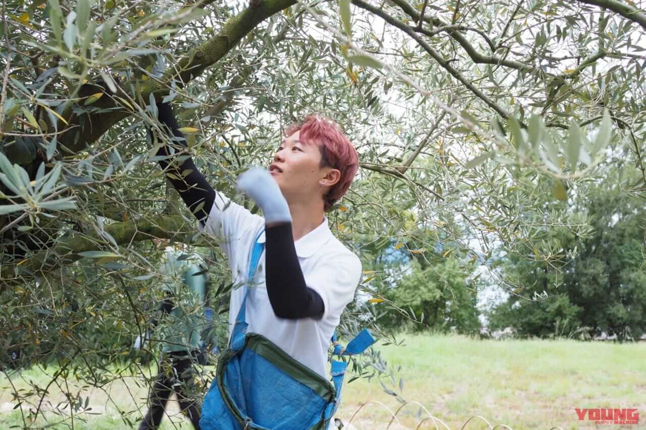 秋の小豆島を愛車で駆ける! 期間限定「オリーブ収穫ステイ」で絶景と旬の恵みを五感で味わおう|秋の小豆島を愛車で駆ける! 期間限定「オリーブ収穫ステイ」で絶景と旬の恵みを五感で味わいつくそう