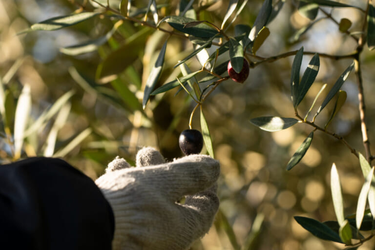 秋の小豆島を愛車で駆ける! 期間限定「オリーブ収穫ステイ」で絶景と旬の恵みを五感で味わおう|秋の小豆島を愛車で駆ける! 期間限定「オリーブ収穫ステイ」で絶景と旬の恵みを五感で味わいつくそう