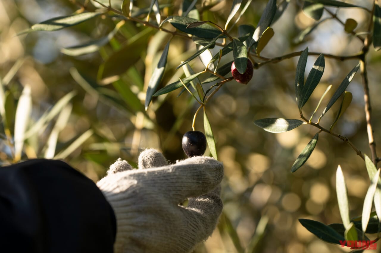 秋の小豆島を愛車で駆ける! 期間限定「オリーブ収穫ステイ」で絶景と旬の恵みを五感で味わおう|秋の小豆島を愛車で駆ける! 期間限定「オリーブ収穫ステイ」で絶景と旬の恵みを五感で味わいつくそう