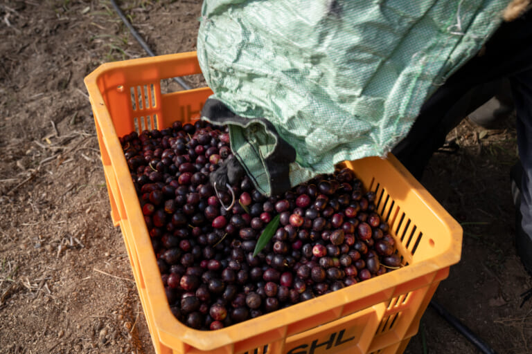 秋の小豆島を愛車で駆ける! 期間限定「オリーブ収穫ステイ」で絶景と旬の恵みを五感で味わおう|秋の小豆島を愛車で駆ける! 期間限定「オリーブ収穫ステイ」で絶景と旬の恵みを五感で味わいつくそう
