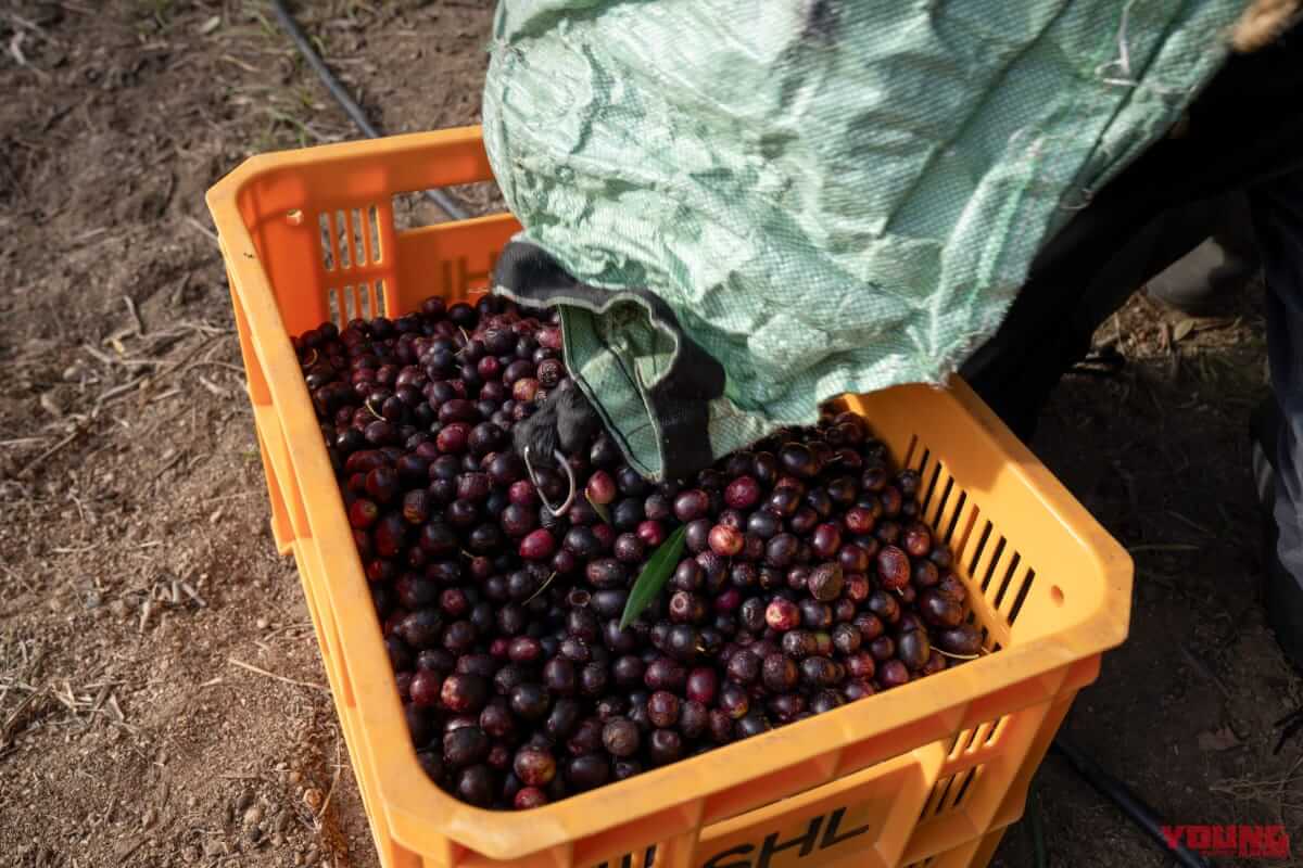 秋の小豆島を愛車で駆ける! 期間限定「オリーブ収穫ステイ」で絶景と旬の恵みを五感で味わおう|秋の小豆島を愛車で駆ける! 期間限定「オリーブ収穫ステイ」で絶景と旬の恵みを五感で味わいつくそう