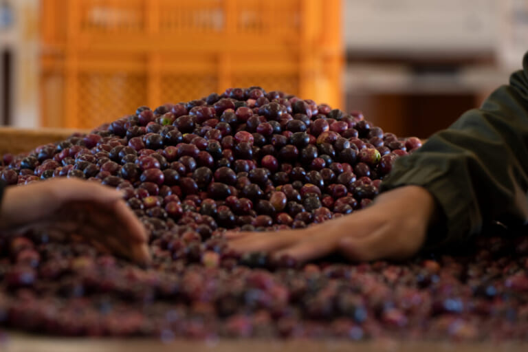 秋の小豆島を愛車で駆ける! 期間限定「オリーブ収穫ステイ」で絶景と旬の恵みを五感で味わおう|秋の小豆島を愛車で駆ける! 期間限定「オリーブ収穫ステイ」で絶景と旬の恵みを五感で味わいつくそう
