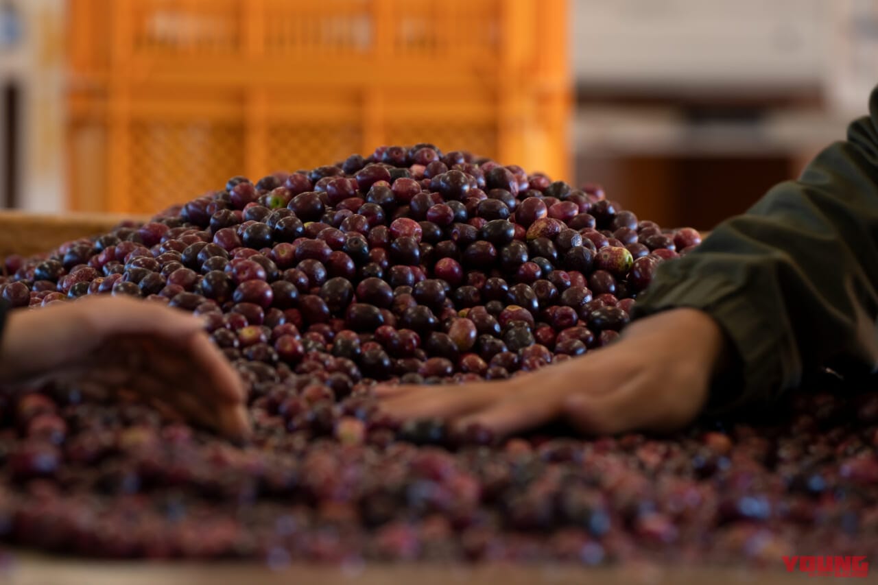 秋の小豆島を愛車で駆ける! 期間限定「オリーブ収穫ステイ」で絶景と旬の恵みを五感で味わおう|秋の小豆島を愛車で駆ける! 期間限定「オリーブ収穫ステイ」で絶景と旬の恵みを五感で味わいつくそう