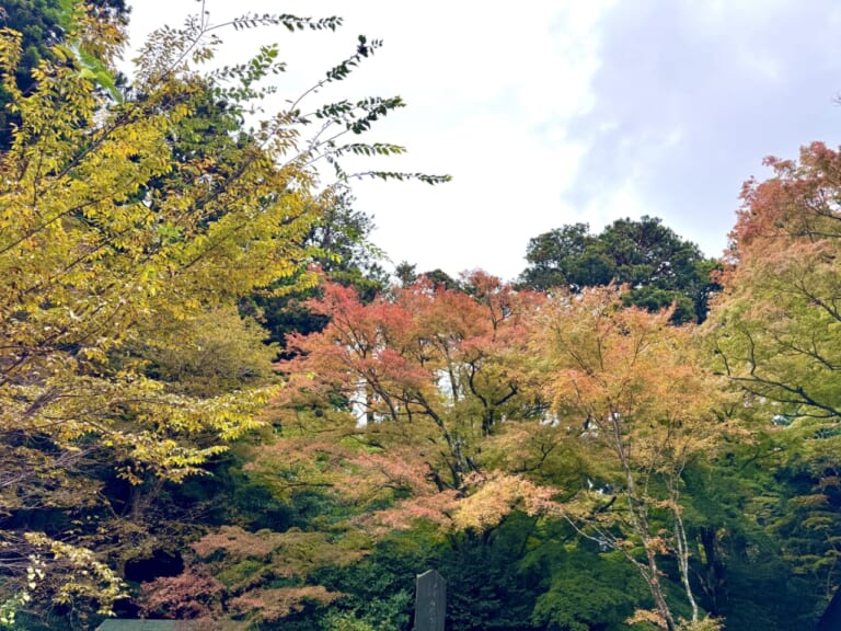 「バイク×音楽×コーヒーdiary(仮)」｜女優・指出瑞貴の『バイク×音楽×コーヒーdiary(仮）』その6：レブル250で秋の箱根へ！音楽とともに最高ツーリングへ♪