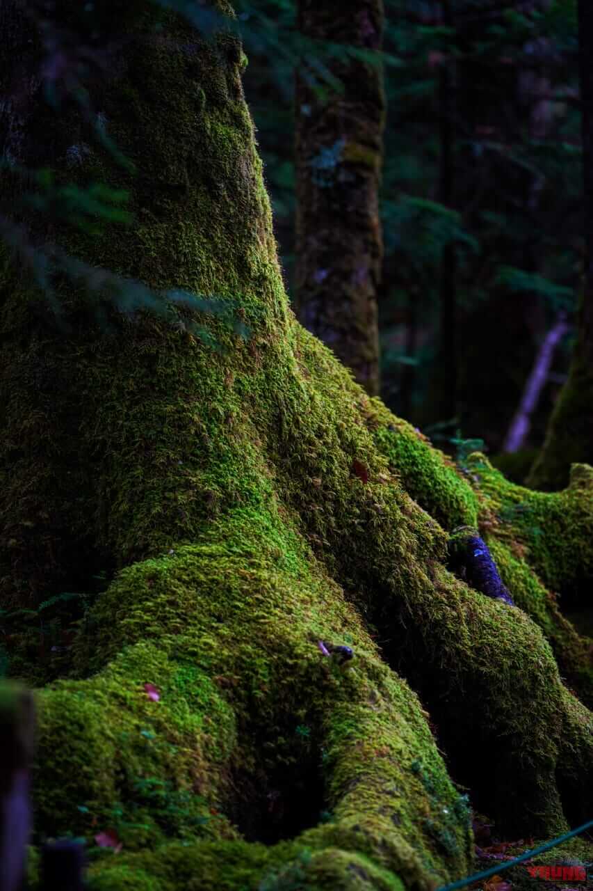 ｜高低差で変化する季節の色づき、静寂の中で見つけた異なる時の流れ──信州をツーリング