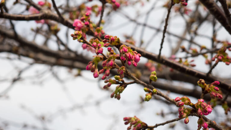 「まだ見ごろ！」バイクで伊豆半島「河津桜祭り」に行くなら、知りたい裏技とは？