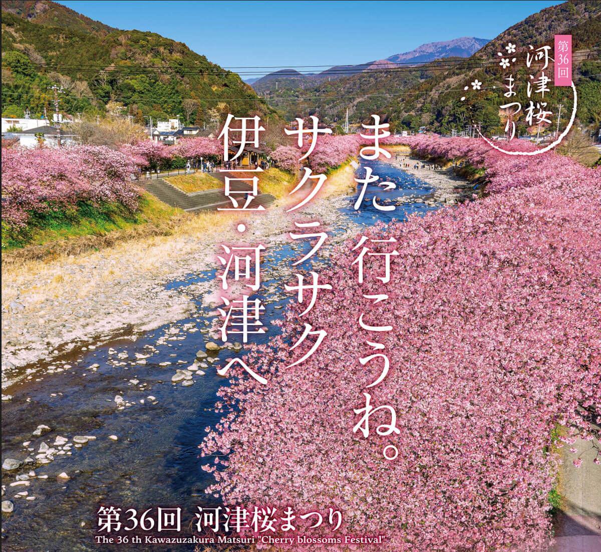 ｜「まだ見ごろ！」バイクで伊豆半島「河津桜祭り」に行くなら、知りたい裏技とは？