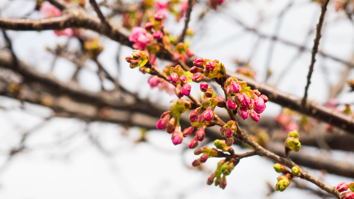 ｜「まだ見ごろ！」バイクで伊豆半島「河津桜祭り」に行くなら、知りたい裏技とは？