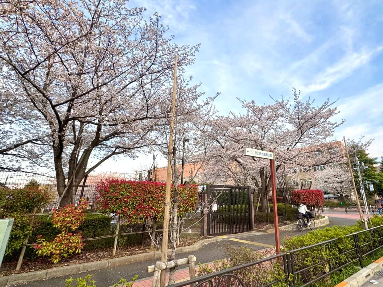 女優・指出瑞貴の「バイク×音楽×コーヒーdiary(仮）」｜女優・指出瑞貴の『バイク×音楽×コーヒーdiary(仮）』その１１~春一番！？モタサイからの愛車で整体メンテナンス。なんちゃってお花見ツー 